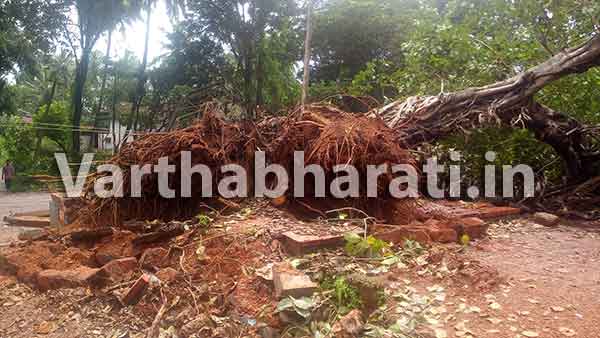 ಪುತ್ತೂರು: ಧರೆಗುರುಳಿದ 600 ವರ್ಷಗಳಷ್ಟು ಹಳೆಯ ಅಶ್ವತ್ಥ ಮರ