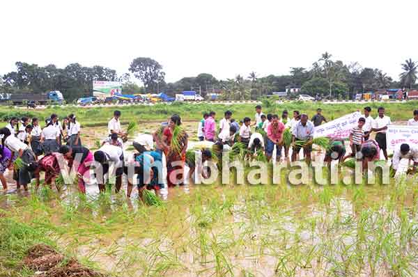 ಪಡುಬಿದ್ರೆ: ಗದ್ದೆಯಲ್ಲಿ ನೇಜಿ ನೆಟ್ಟು ಸಂಭ್ರಮಿಸಿದ ವಿದ್ಯಾರ್ಥಿಗಳು