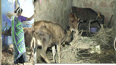 ಹೈನುಗಾರಿಕೆಯನ್ನೇ ನಂಬಿದ್ದ ಪ್ರವೀಣ್ ಪೂಜಾರಿ ಕುಟುಂಬ