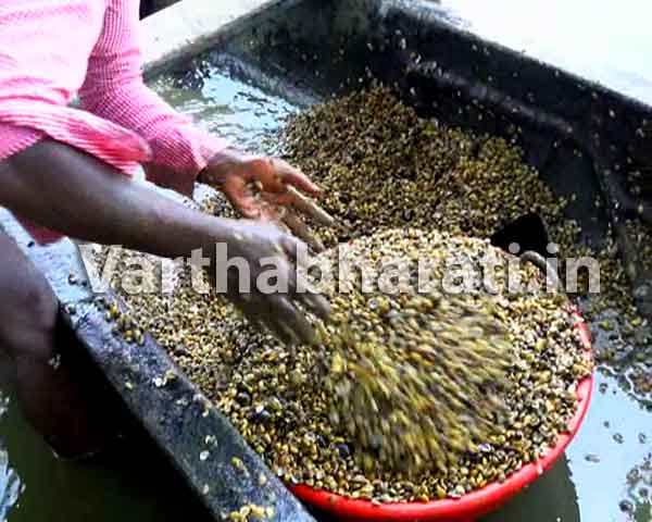 ಕಾಸರಗೋಡು: ಗಣನೀಯವಾಗಿ ಕಡಿಮೆಯಾಗುತ್ತಿದೆ ಕಪ್ಪೆಚಿಪ್ಪು ಪ್ರಮಾಣ