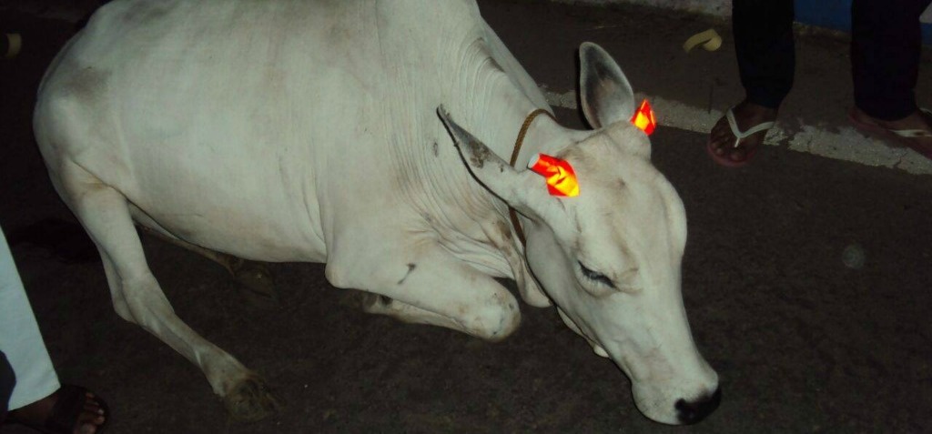 ರಾತ್ರಿ ವೇಳೆ ಅಪಘಾತಗಳನ್ನು ತಪ್ಪಿಸಲು ಬಿಡಾಡಿ ಜಾನುವಾರುಗಳ ಕೊಂಬುಗಳಿಗೆ ಹೊಳೆಯುವ ಸ್ಟಿಕರ್