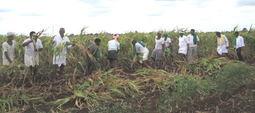 ನನಸಾಗುವುದೇ ಚೋಮನ ಕನಸು?