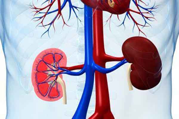 ಈ ಎನ್ ಜಿ ಒ ಗೆ ನಿರಂತರ ಬರುತ್ತಿರುವ ಪ್ರಶ್ನೆ - ನಾನು ನನ್ನ ಕಿಡ್ನಿ ಮಾರುವುದು ಹೇಗೆ ?