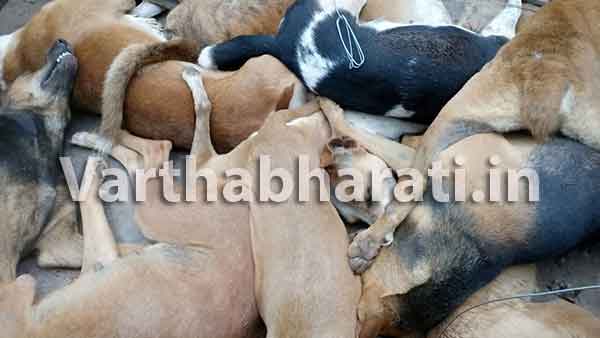 ಕೌಕ್ರಾಡಿಯಲ್ಲಿ ನಾಯಿಗಳ ಮಾರಣಹೋಮ: ಪ್ರಾಣಿಪ್ರಿಯರ ಆಕ್ರೋಶ