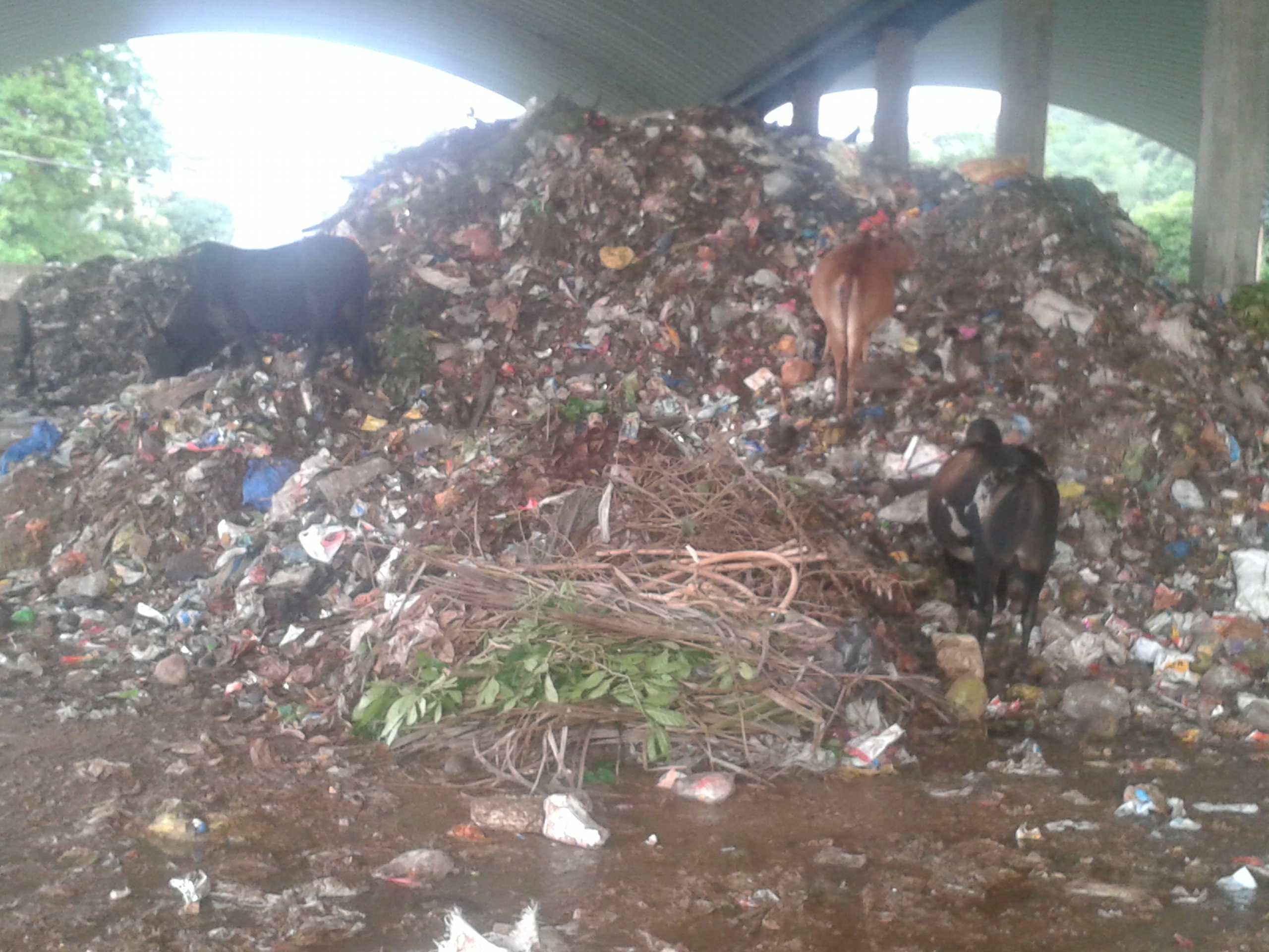 ಶಿರವಾಡದಲ್ಲಿ ಹೆಚ್ಚುತ್ತಿದೆ ಸಾಂಕ್ರಾಮಿಕ ಕಾಯಿಲೆ ಭೀತಿ