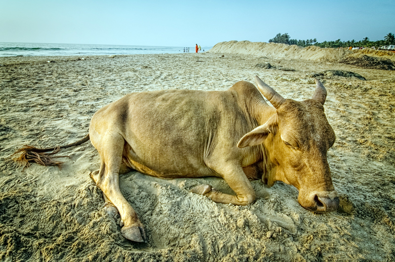 ಇದು ಗೋವಿನ ಬಗೆಗಿನ ಪ್ರಾಮಾಣಿಕ ಕಾಳಜಿಯೇ?