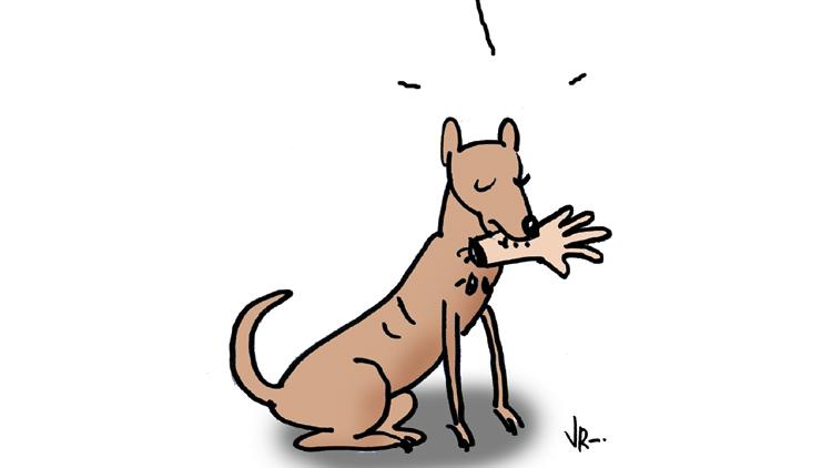 ಕೇರಳ: ವಿದ್ಯಾರ್ಥಿಗಳು ಸಹಿತ 6ಮಂದಿಗೆ ಬೀದಿನಾಯಿ ಕಡಿತ