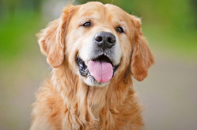 ಒಡೆಯ ಹೇಳುವುದನ್ನು ನಾಯಿಗಳು ಅರ್ಥ ಮಾಡಿಕೊಳ್ಳುತ್ತವೆ : ಅಧ್ಯಯನ ವರದಿ