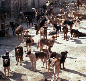 ಬೀದಿನಾಯಿಗಳನ್ನು ಕೊಲ್ಲಬಾರದು: ಕೇರಳ ಸರಕಾರಕ್ಕೆ ಪ್ರಾಣಿರಕ್ಷಣಾ ಮಂಡಳಿ ನೋಟಿಸ್