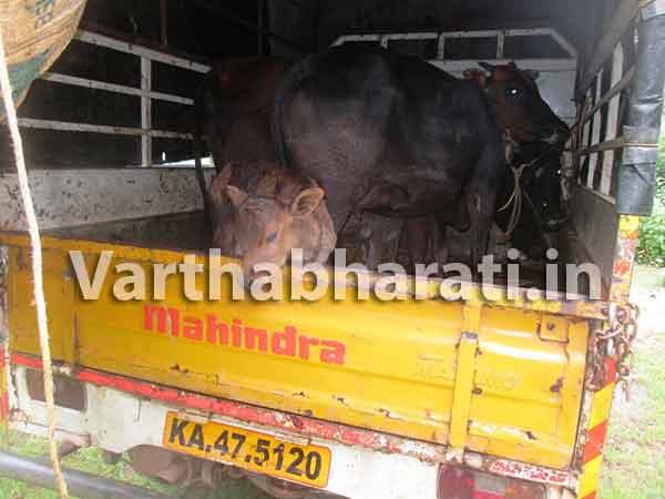 ಭಟ್ಕಳ: ಅಕ್ರಮ ಜಾನುವಾರು ಸಾಗಾಟ; ಆರೋಪಿಗಳು ಪರಾರಿ