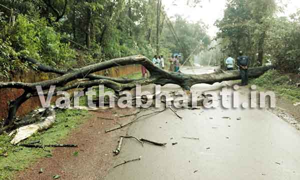 ಸುಳ್ಯ: ವಿದ್ಯುತ್ ತಂತಿ ಮೇಲೆ ಮರ ಬಿದ್ದು ಹೋರಿ ಮೃತ್ಯು