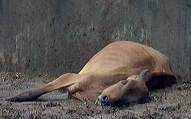 ಸರಕಾರಿ ಗೋಶಾಲೆಯಲ್ಲಿ ಪ್ರತಿದಿನ ಸಾಯುತ್ತಿವೆ 20 ಗೋವುಗಳು!