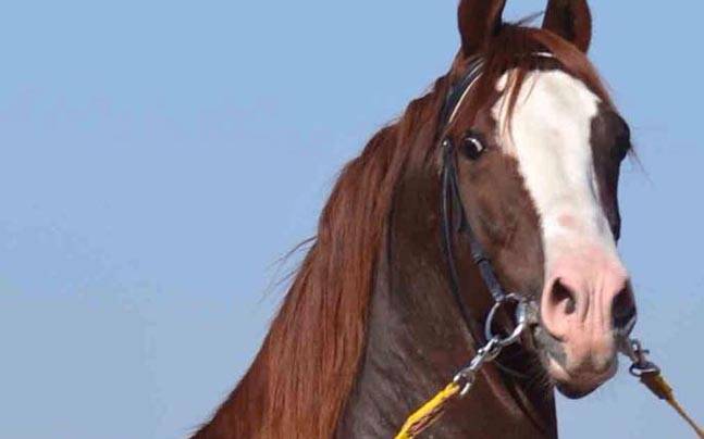 ಕೋಟಿ ರೂ. ಕೊಟ್ಟು ಕಾರಲ್ಲ, ಕುದುರೆ ಕೊಂಡುಕೊಂಡ!