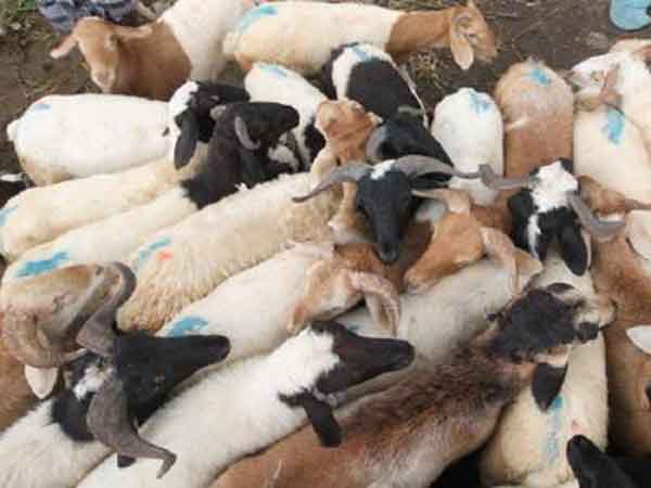 ಸೌಹಾರ್ದಕ್ಕೆ ಮಾದರಿಯಾದ ಅಯೋಧ್ಯೆ