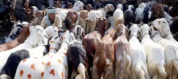 ಆರೆಸ್ಸೆಸ್ ನ ಮುಸ್ಲಿಂ ರಾಷ್ಟ್ರೀಯ ಮಂಚ್ ಖುರ್ಬಾನಿ ನೀಡುವುದು ಹೇಗೆ ಗೊತ್ತೇ ?