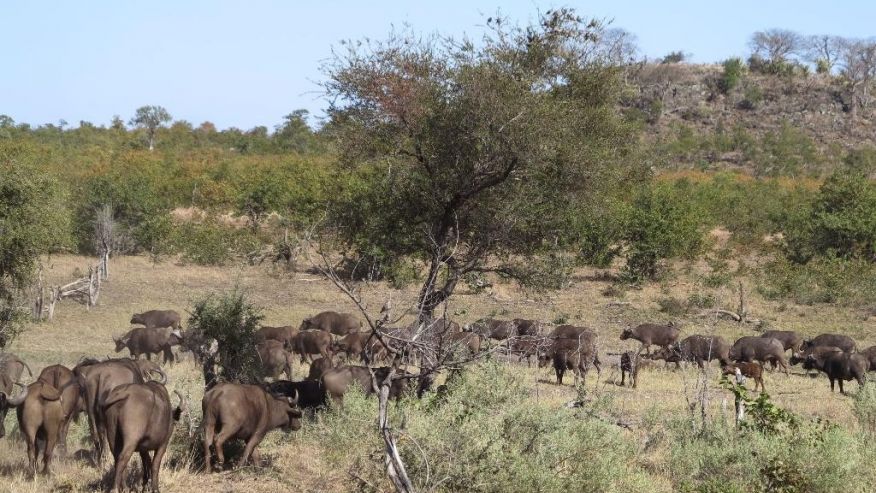 ಭೀಕರ ಬರಗಾಲ :ದ. ಆಫ್ರಿಕದ ಉದ್ಯಾನದಲ್ಲಿ 350 ಪ್ರಾಣಿಗಳ ವಧೆ