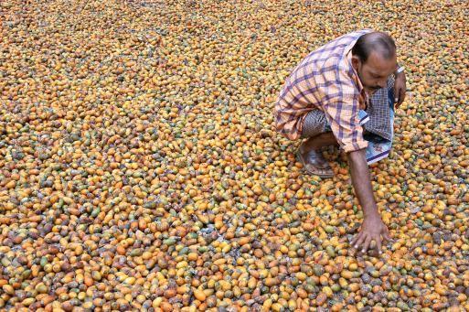 ಕ್ಯಾಂಪ್ಕೊ ರೈತರ ಬದಲು ವ್ಯಾಪಾರಿಗಳ ಹಿತ ಕಾಯುತ್ತಿದೆ