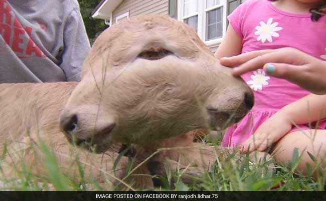 ಇದು ಎರಡು ಮುಖ, ನಾಲ್ಕು ಕಣ್ಣುಗಳ ಕರು