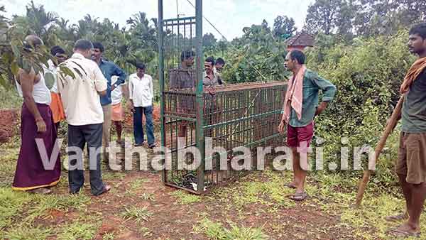 ಕಲ್ಲಬೆಟ್ಟು-ಕರಿಂಜೆ ವ್ಯಾಪ್ತಿಯಲ್ಲಿ ಚಿರತೆ ಹಾವಳಿ