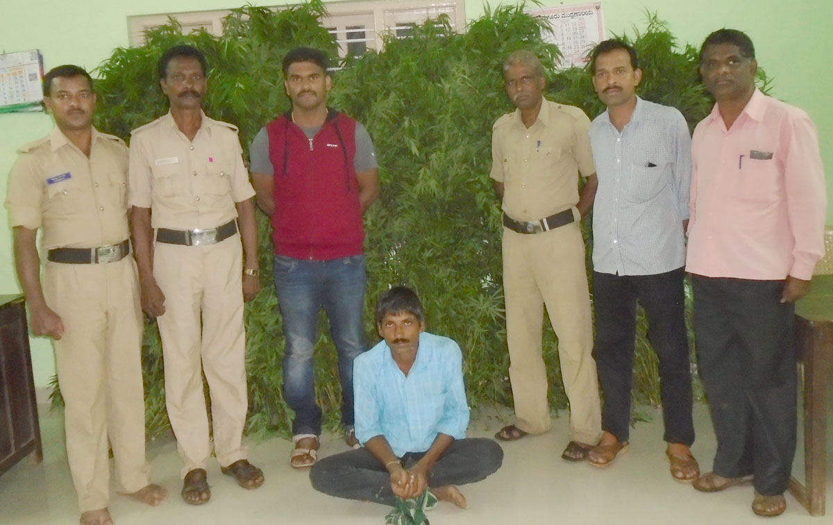 ಗಾಂಜಾ ಬೆಳೆ: ಆರೋಪಿ ಬಂಧನ