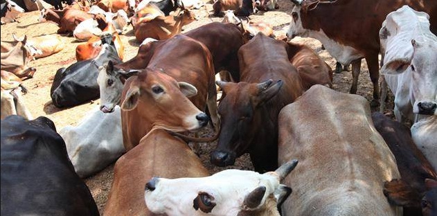 ಗೋ ರಕ್ಷಕರು: ಭಾರತದ ನೈತಿಕ ಸಂಪ್ರದಾಯದ ಬಗ್ಗೆ  ಬಹಳಷ್ಟು ತಿಳಿದುಕೊಳ್ಳಬೇಕಿದೆ