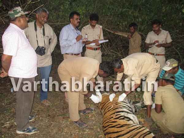 ಹಸಿವು ತಾಳಲಾರದೆ ಹಾವನ್ನು ತಿಂದ ಹುಲಿ!