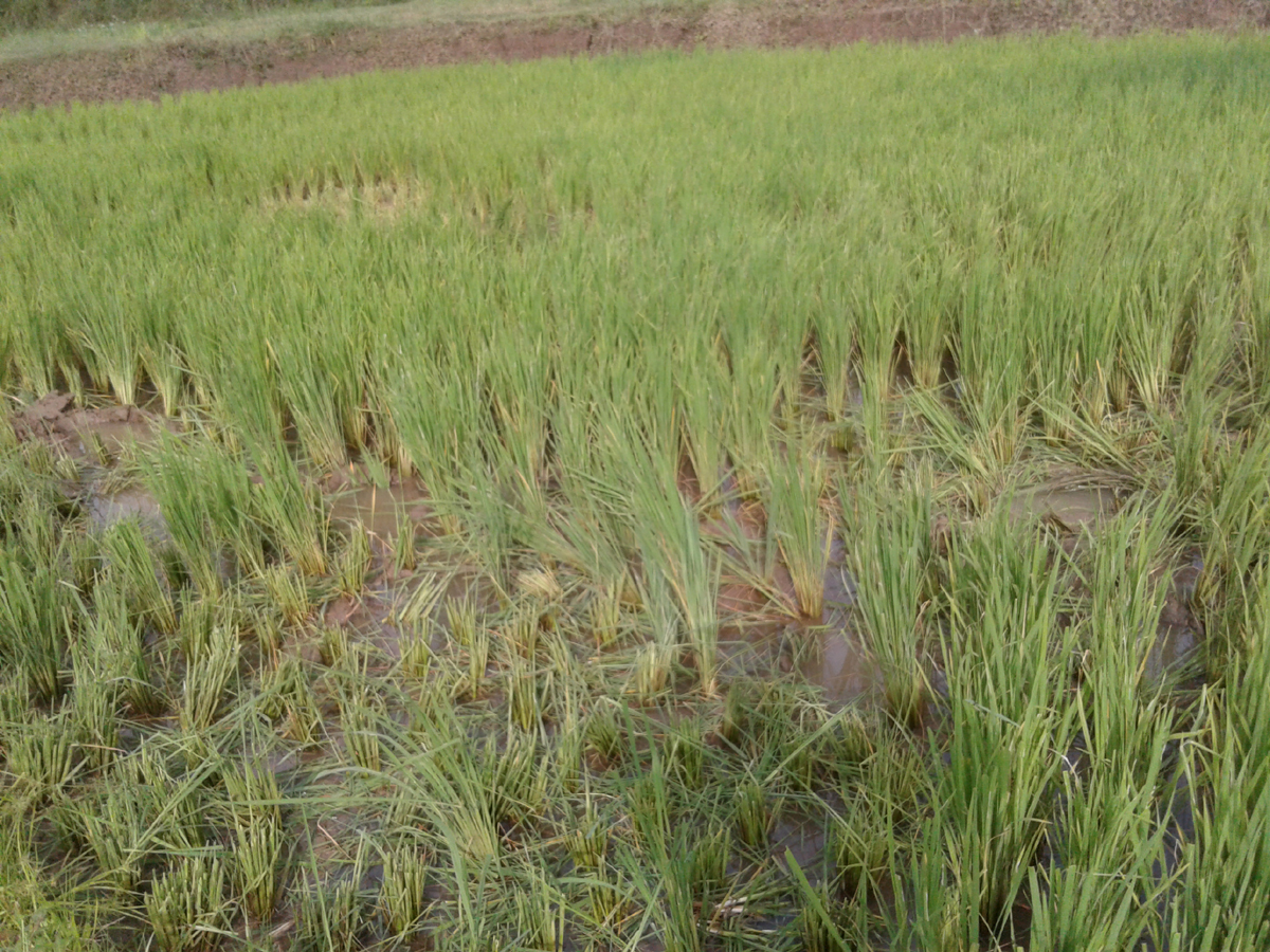 ಭತ್ತದ ಫಸಲು ನಾಶ