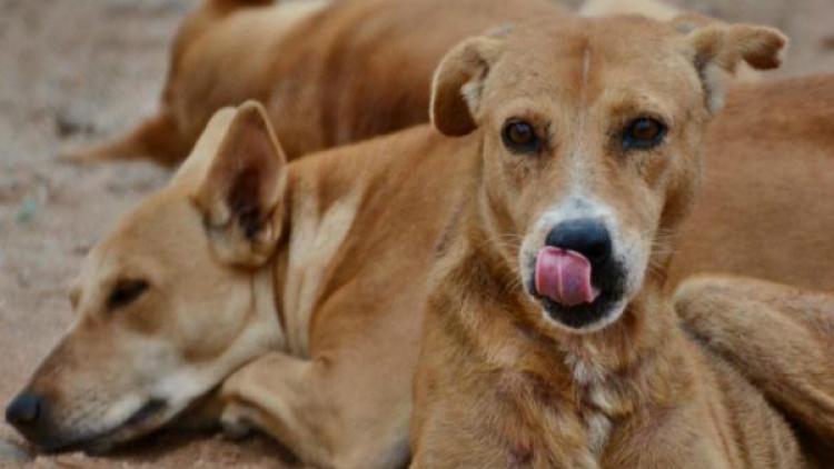 ಬೀದಿ ನಾಯಿಯಿಂದ ಪಾರಾದ ಯುವಕನನ್ನು ಕಾನೂನು ಕಚ್ಚಿತು !