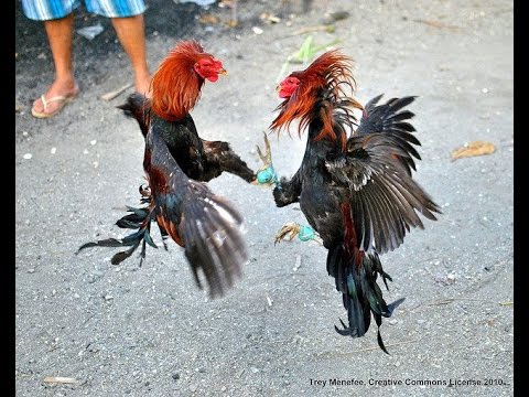 ಕೋಳಿ ಅಂಕಕ್ಕೆ ದಾಳಿ: ನಾಲ್ವರ ಬಂಧನ, 2 ಕೋಳಿ ವಶ