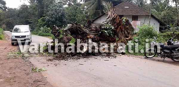 ಮೈರ: ರಸ್ತೆಗೆ ಉರುಳಿದ ಮರ