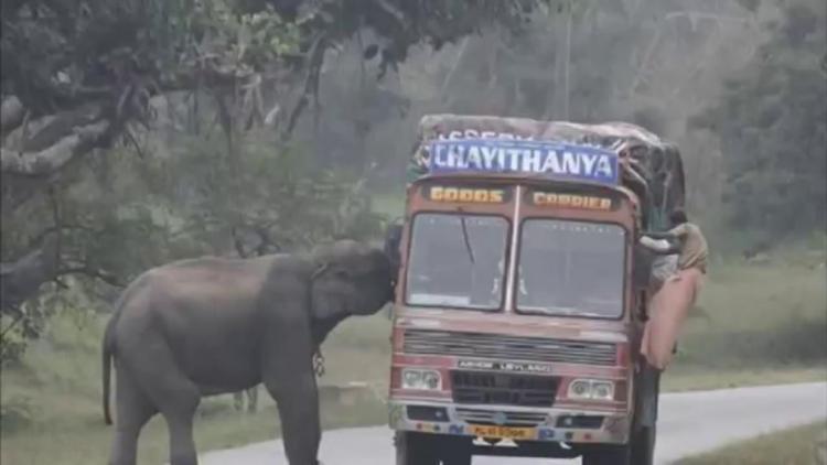 ಕಾಡಾನೆ ದಾಳಿಯಂದ ಸಾವು : ಭೀತಿಯ ವಾತಾವರಣ
