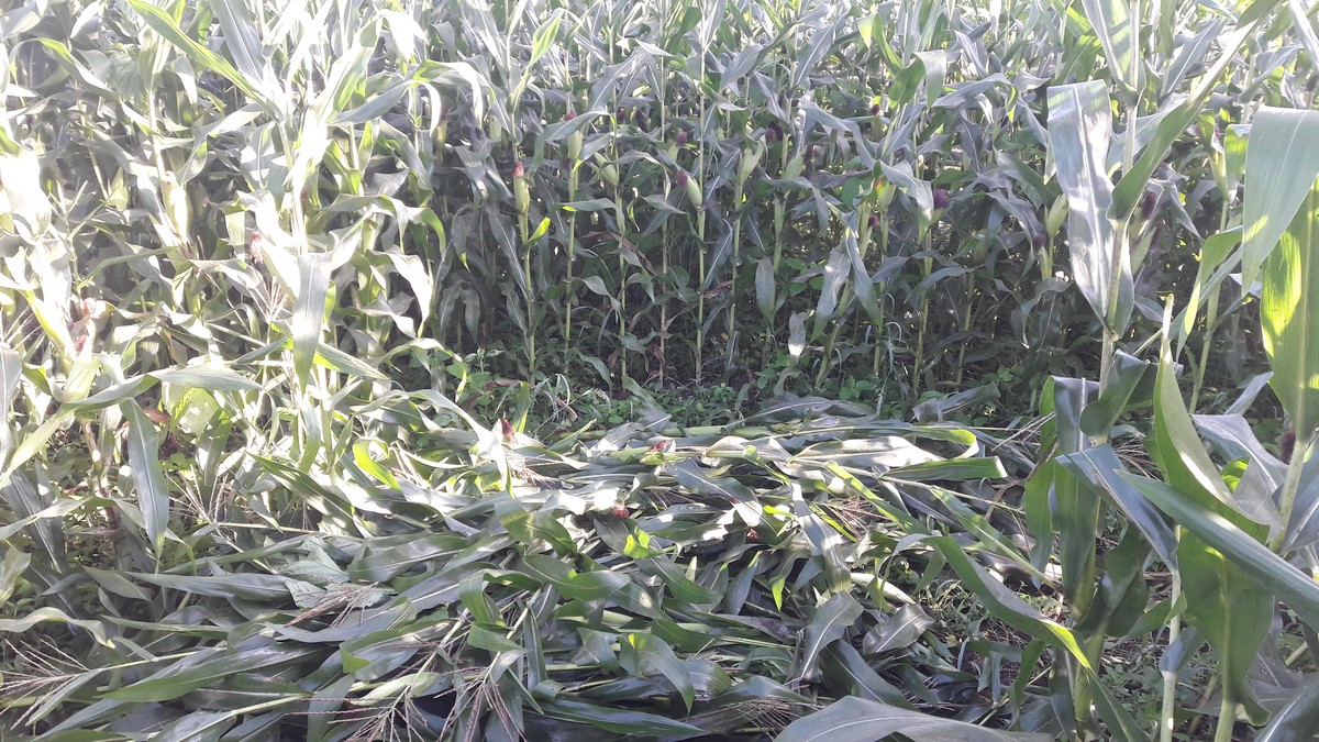 ಸೀಗೆಹೊಸೂರು ವ್ಯಾಪ್ತಿಯಲ್ಲಿ ಕಾಡಾನೆ ಹಾವಳಿ