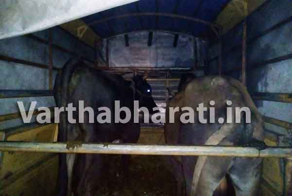 ಕುತ್ತಾರು: ಅಕ್ರಮ ಜಾನುವಾರು ಸಾಗಾಟ ಪತ್ತೆ