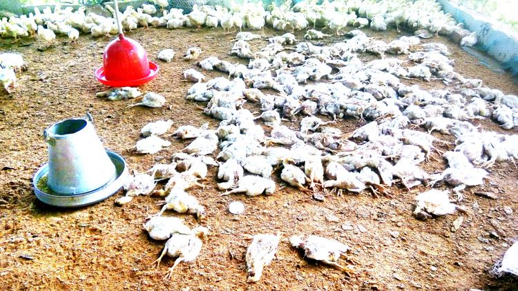 1200 ಕೋಳಿಗಳನ್ನು  ಕೊಂದು ಹಾಕಿದ ಬೀದಿ ನಾಯಿಗಳು