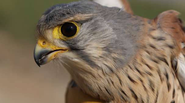 ಸೌದಿ ಅರೇಬಿಯ: ಫಾಲ್ಕನ್ ಹಕ್ಕಿ 50ಲಕ್ಷರೂಪಾಯಿಗೆ ಮಾರಾಟ !