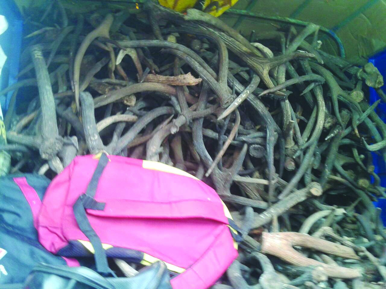 ಕೋಟ್ಯಂತರ ರೂ. ಮೊತ್ತದ ಜಿಂಕೆ ಕೊಂಬುಗಳ ವಶ