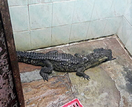 ವಡೋದರಾ: ಸ್ನಾನಗೃಹದಲ್ಲಿ ಮೊಸಳೆ; ನದಿಗೆ ಬಿಡುಗಡೆ