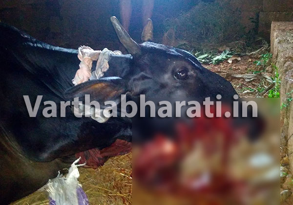 ಬಂಟ್ವಾಳ: ಮೇಯಲು ಹೋಗಿದ್ದ ಹಸುವನ್ನು ಬಲಿಪಡೆದ ‘ಸ್ಫೋಟಕ’