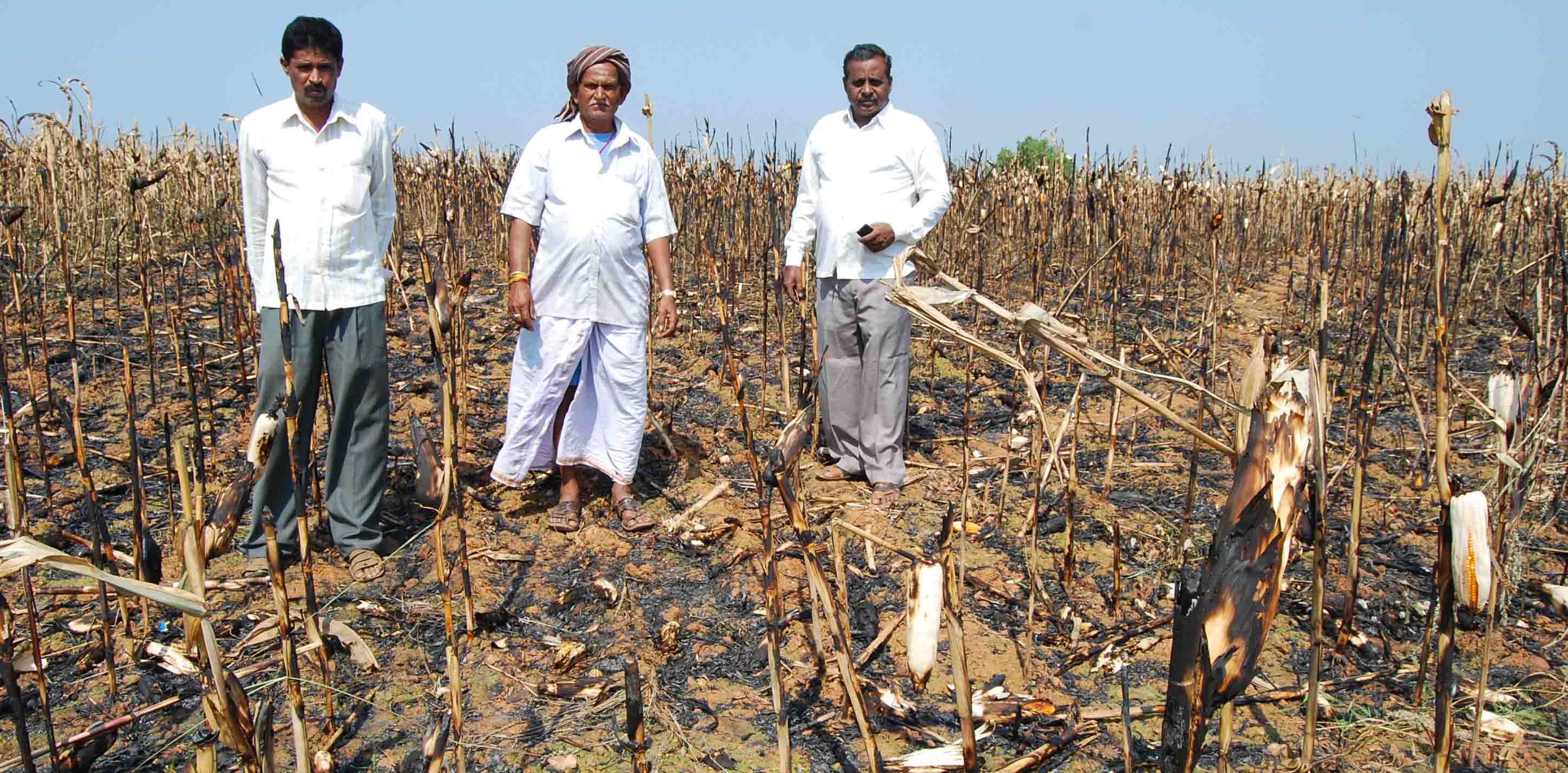 ಲಕ್ಷಾಂತರ ರೂ. ಮೆಕ್ಕೆಜೋಳದ ಫಸಲು ಭಸ್ಮ