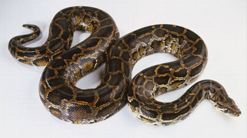 ಬಂಟ್ವಾಳ: ಬಾಲಕನನ್ನು ನುಂಗಲು ಹೊರಟಿದ್ದ ಹೆಬ್ಬಾವು ಸೆರೆ