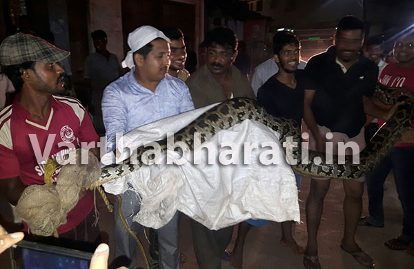 ಫರಂಗಿಪೇಟೆ:ಮನೆಯೊಂದರ ಬಳಿ ಹೆಬ್ಬಾವು ಪ್ರತ್ಯಕ್ಷ