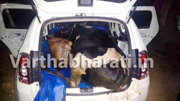 ಕಾರಿನಲ್ಲಿ ಅಕ್ರಮವಾಗಿ ಸಾಗಿಸುತ್ತಿದ್ದ ಜಾನುವಾರುಗಳು ವಶಕ್ಕೆ
