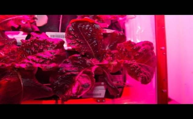 ಬಾಹ್ಯಾಕಾಶದಲ್ಲಿ ತರಕಾರಿ ನೆಟ್ಟ ಗಗನಯಾನಿಗಳು!