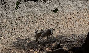 ಶಿವಮೊಗ್ಗದಾದ್ಯಂತ ಕುಡಿಯುವ ನೀರಿಗೆ ಹಾಹಾಕಾರ