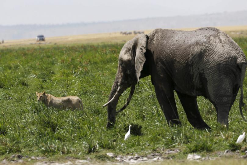 1970ರ ಬಳಿಕ ವನ್ಯಜೀವಿಗಳ ಸಂಖ್ಯೆಯಲ್ಲಿ 60 ಶೇ. ಕುಸಿತ