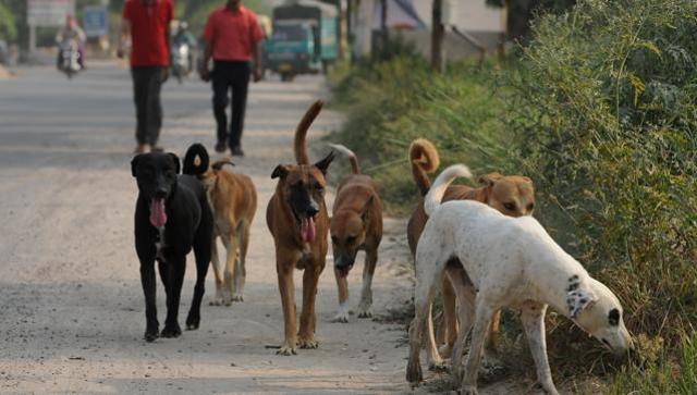 ಬೀದಿ ನಾಯಿ ನಿಯಂತ್ರಣಕ್ಕೆ ಕೇರಳ ನಿರ್ಧಾರ