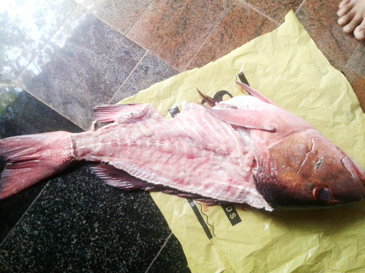 ಬೆಂಗಳೂರಿನ ಲ್ಯಾಬ್‌ಗೆ ಮೀನಿನ ಮಾದರಿ ರವಾನೆ