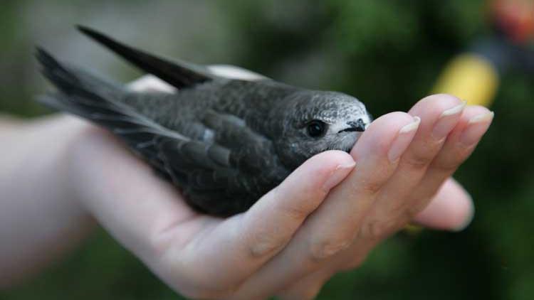ನೆಲಕ್ಕಿಳಿಯದೆ 10 ತಿಂಗಳು ಹಾರಿದ ಈ ಪುಟ್ಟ ಹಕ್ಕಿ