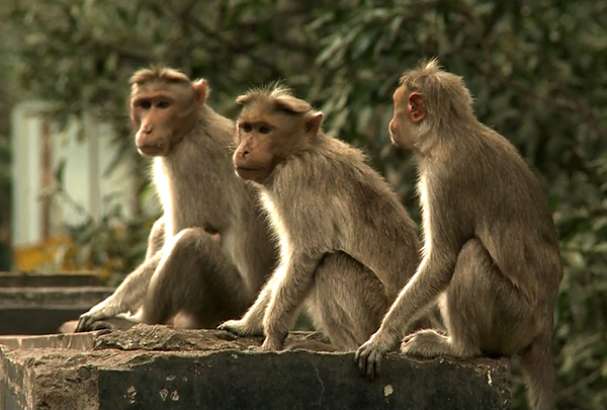 ಈಗ ಕೋತಿಗಳನ್ನು ಹಿಡಿದವರಿಗೂ 1000 ರೂ. ಬಹುಮಾನ !