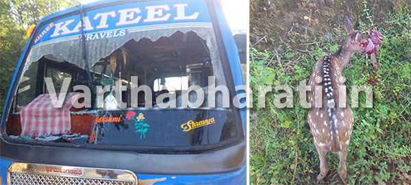 ಜಿಂಕೆಗೆ ವ್ಯಾನ್ ಢಿಕ್ಕಿ: ವ್ಯಾನ್‌ನ ಗಾಜು ಪುಡಿ!